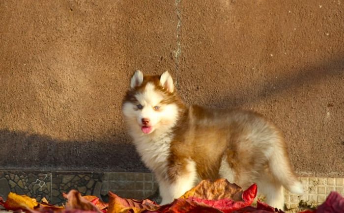 DogsIndia.com  Siberian Husky  Dr. Taranath