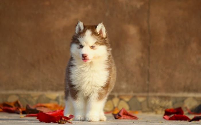 DogsIndia.com  Siberian Husky  Dr. Taranath
