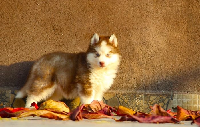 DogsIndia.com  Siberian Husky  Dr. Taranath