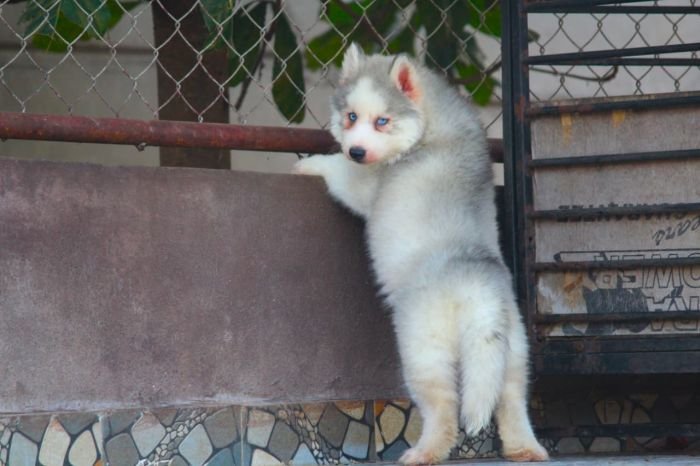 DogsIndia.com  Siberian Husky  Dr. Taranath