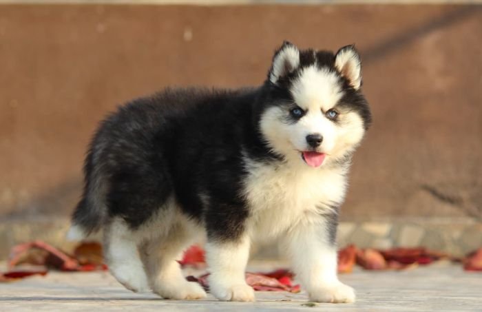 DogsIndia.com  Siberian Husky  Dr. Taranath