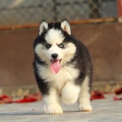 DogsIndia.com Siberian Husky Dr. Taranath