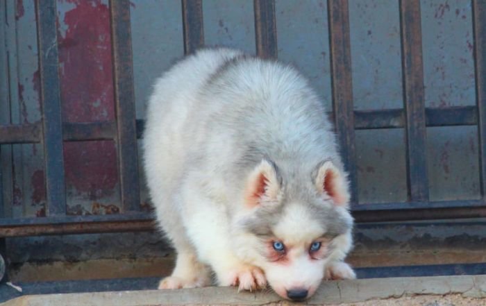 DogsIndia.com  Siberian Husky  Dr. Taranath