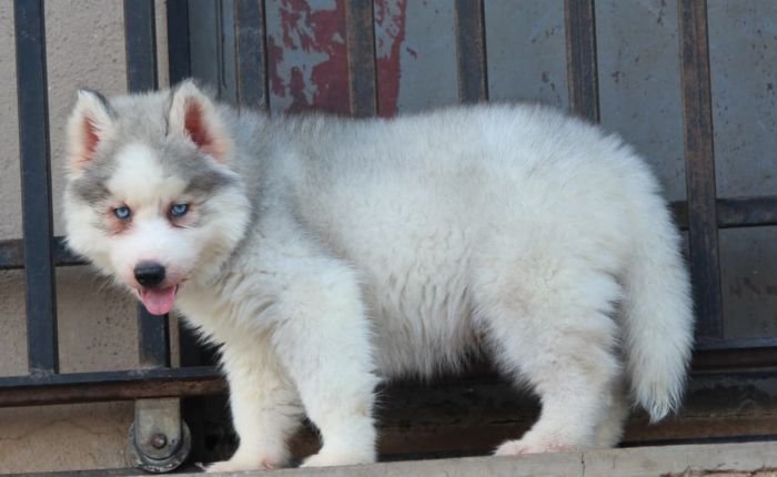 DogsIndia.com  Siberian Husky  Dr. Taranath