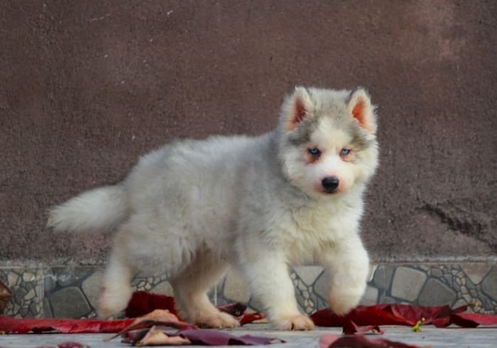 DogsIndia.com  Siberian Husky  Dr. Taranath