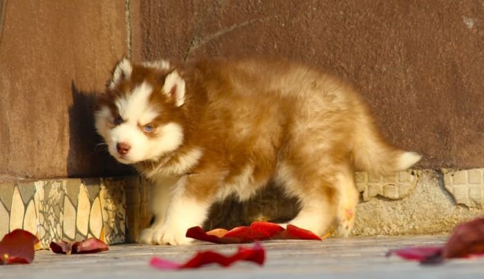 DogsIndia.com  Siberian Husky  Dr. Taranath