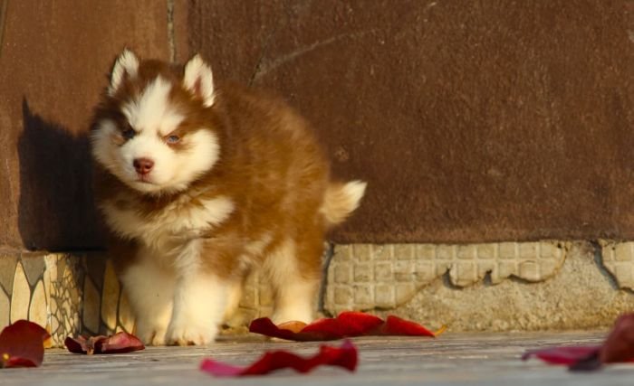 DogsIndia.com  Siberian Husky  Dr. Taranath