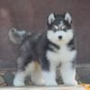 DogsIndia.com - Siberian Husky - Dr. Taranath