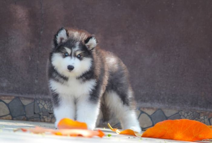 DogsIndia.com - Siberian Husky - Dr. Taranath