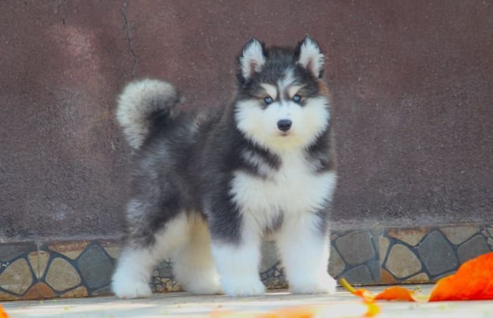 DogsIndia.com - Siberian Husky - Dr. Taranath