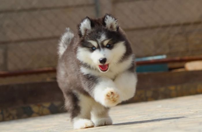 DogsIndia.com - Siberian Husky - Dr. Taranath