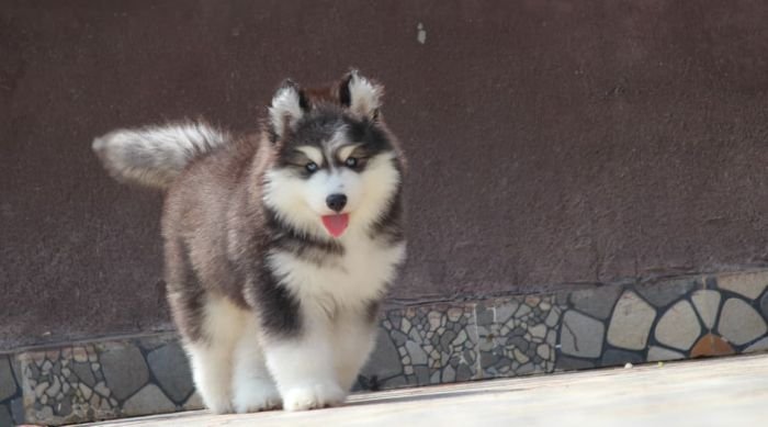 DogsIndia.com - Siberian Husky - Dr. Taranath