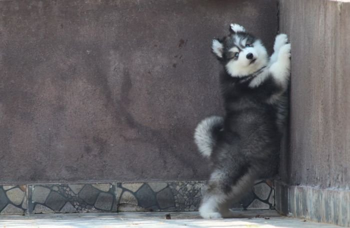 DogsIndia.com - Siberian Husky - Dr. Taranath