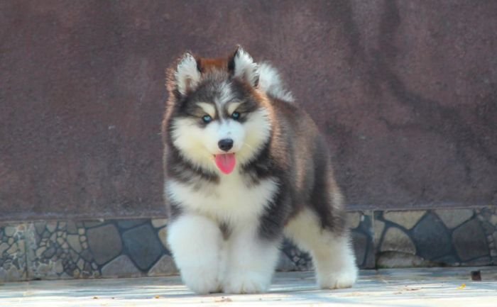 DogsIndia.com - Siberian Husky - Dr. Taranath