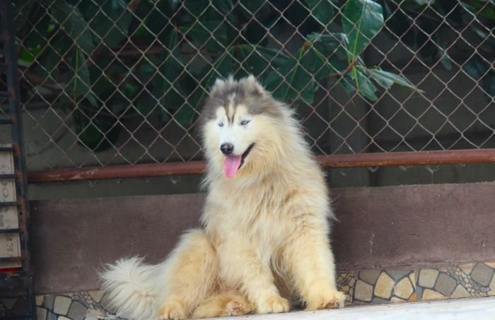 DogsIndia.com - Siberian Husky - Dr. Taranath
