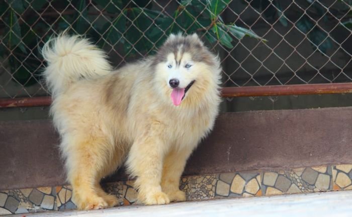 DogsIndia.com - Siberian Husky - Dr. Taranath