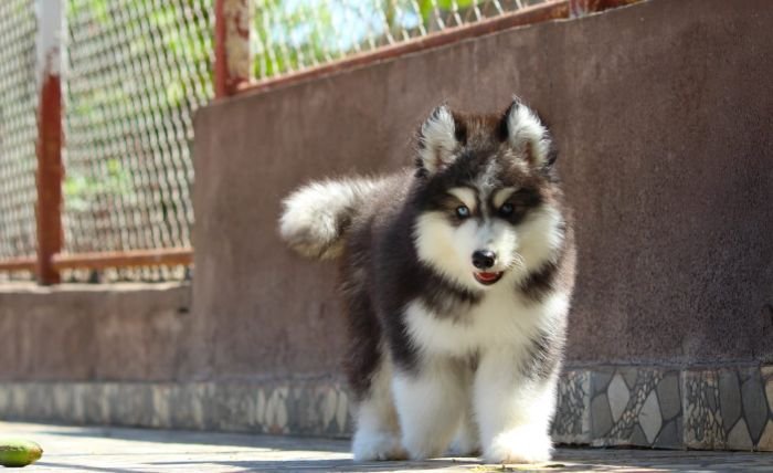 DogsIndia.com - Siberian Husky - Dr. Taranath