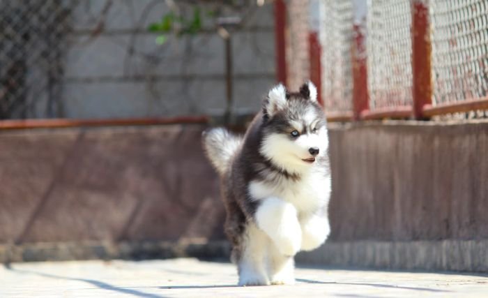 DogsIndia.com - Siberian Husky - Dr. Taranath