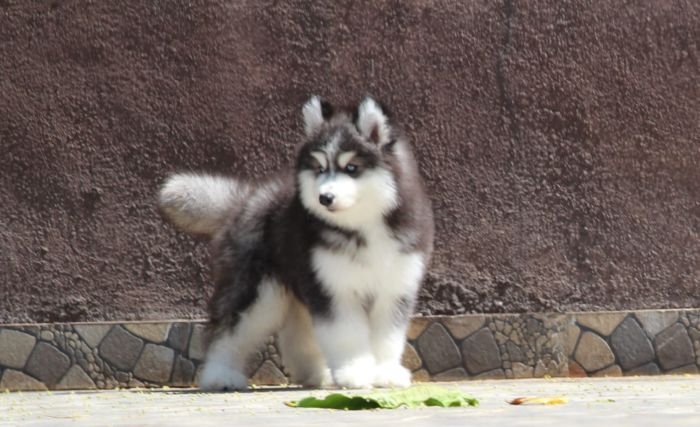 DogsIndia.com - Siberian Husky - Dr. Taranath