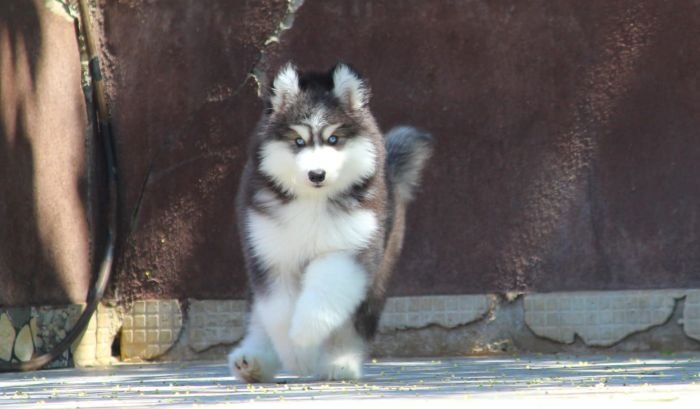 DogsIndia.com - Siberian Husky - Dr. Taranath