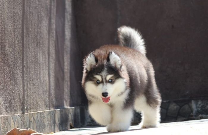 DogsIndia.com - Siberian Husky - Dr. Taranath