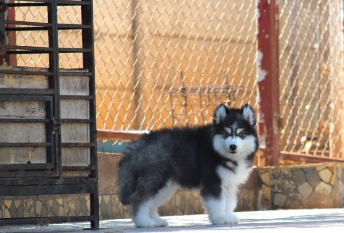 DogsIndia.com - Siberian Husky - Dr. Taranath