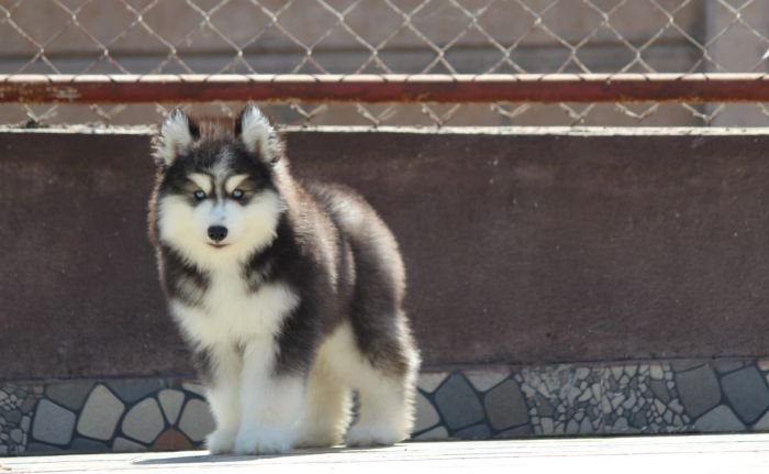 DogsIndia.com - Siberian Husky - Dr. Taranath