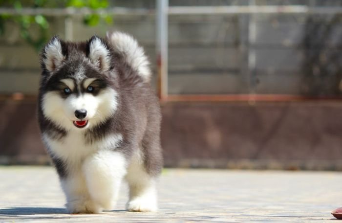 DogsIndia.com - Siberian Husky - Dr. Taranath