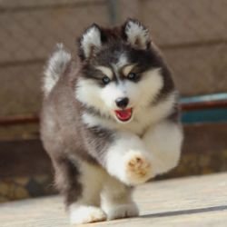 DogsIndia.com - Siberian Husky - Dr. Taranath