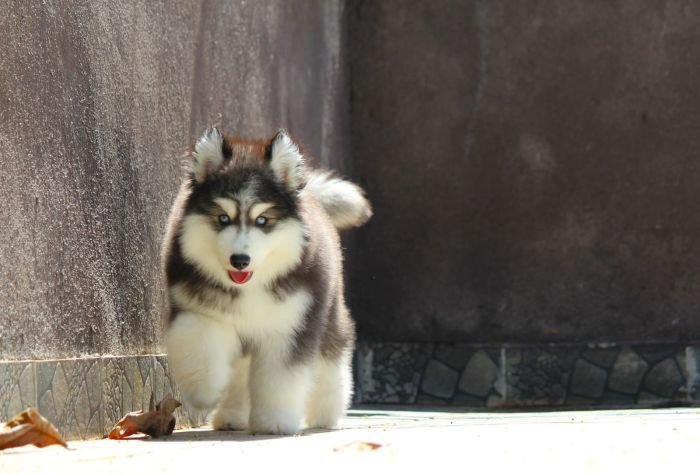 DogsIndia.com - Siberian Husky - Dr. Taranath