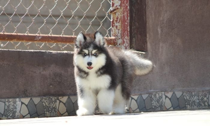 DogsIndia.com - Siberian Husky - Dr. Taranath