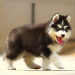 DogsIndia.com - Siberian Husky - Dr. Taranath