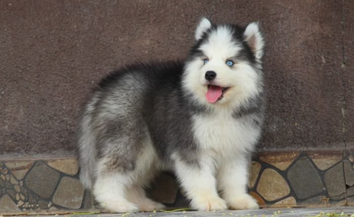 DogsIndia.com - Siberian Husky - Dr. Taranath