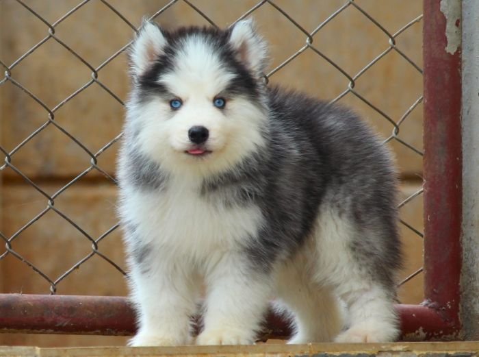 DogsIndia.com - Siberian Husky - Dr. Taranath