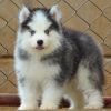 DogsIndia.com - Siberian Husky - Dr. Taranath