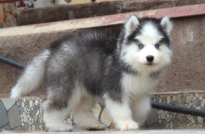 DogsIndia.com - Siberian Husky - Dr. Taranath