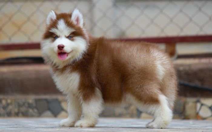 DogsIndia.com - Siberian Husky - Dr. Taranath