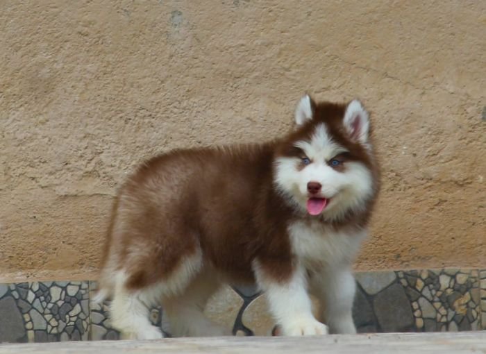 DogsIndia.com - Siberian Husky - Dr. Taranath