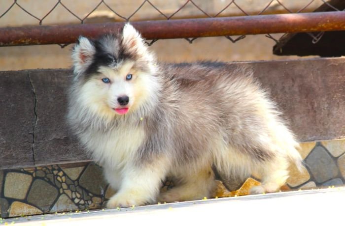 DogsIndia.com - Siberian Husky - Dr. Taranath