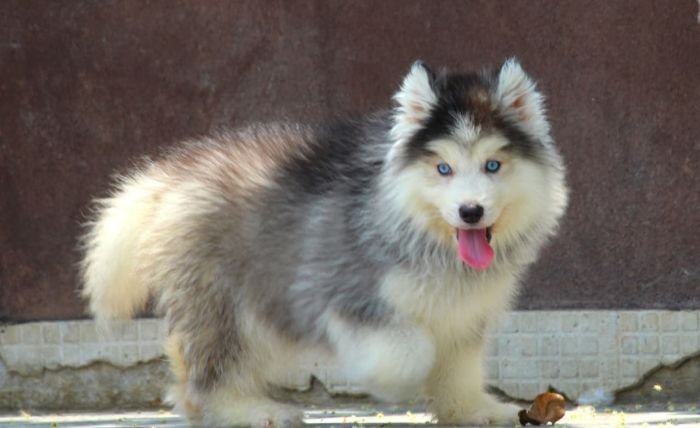 DogsIndia.com - Siberian Husky - Dr. Taranath