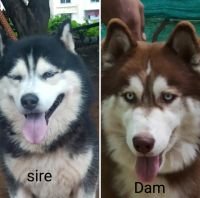 DogsIndia.com - Siberian Husky - Vanshni