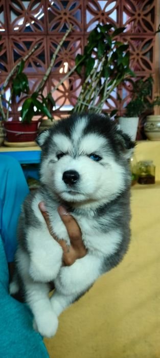 DogsIndia.com Siberian Husky Vanshni