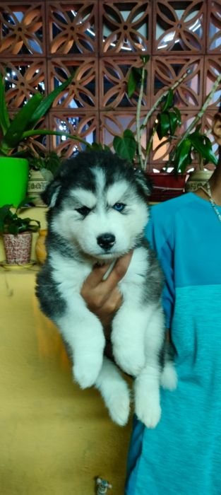 DogsIndia.com Siberian Husky Vanshni