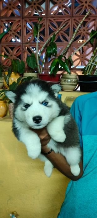 DogsIndia.com Siberian Husky Vanshni