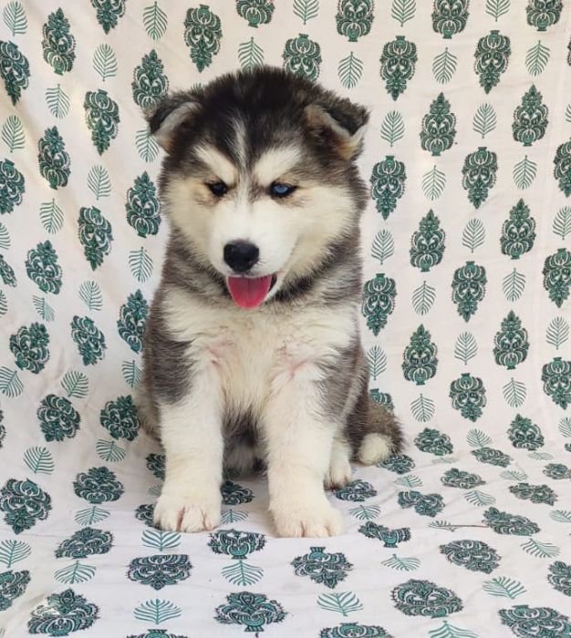 DogsIndia.com Siberian Husky Vanshni