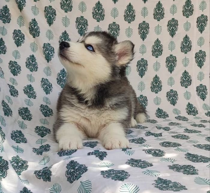 DogsIndia.com Siberian Husky Vanshni