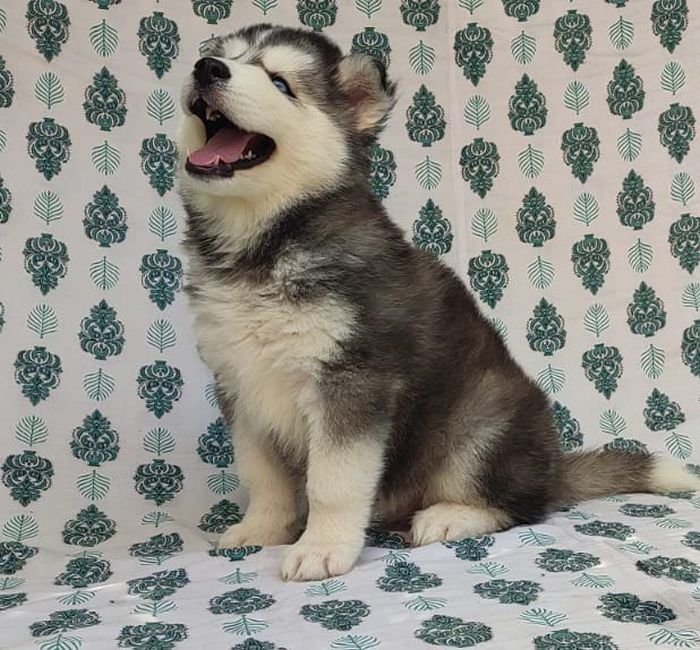DogsIndia.com Siberian Husky Vanshni