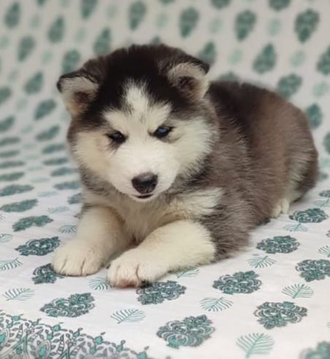 DogsIndia.com Siberian Husky Vanshni