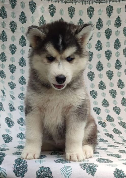 DogsIndia.com Siberian Husky Vanshni