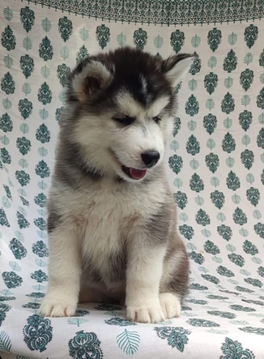 DogsIndia.com Siberian Husky Vanshni